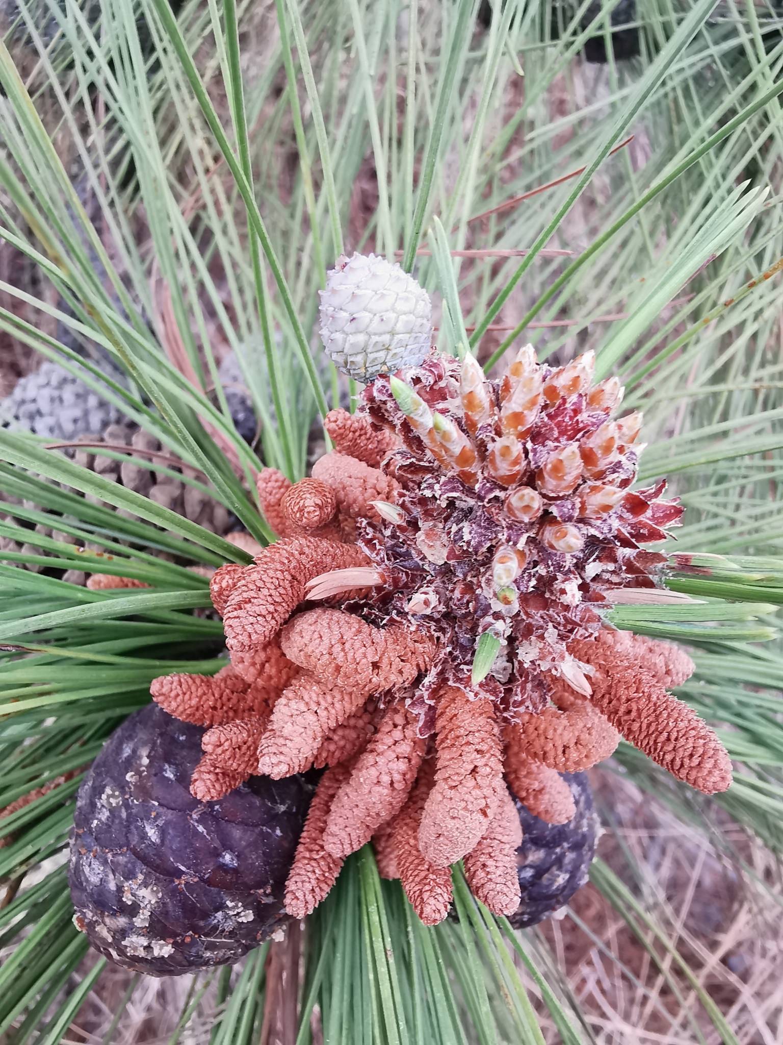 Pinus oocarpa